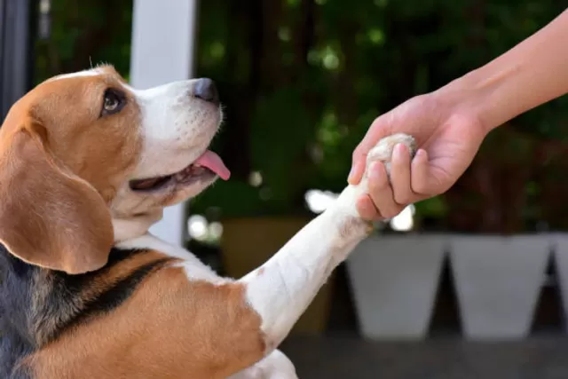 Is Your Pet Right-Pawed or Left-Pawed? A Simple Test to Try at Home
